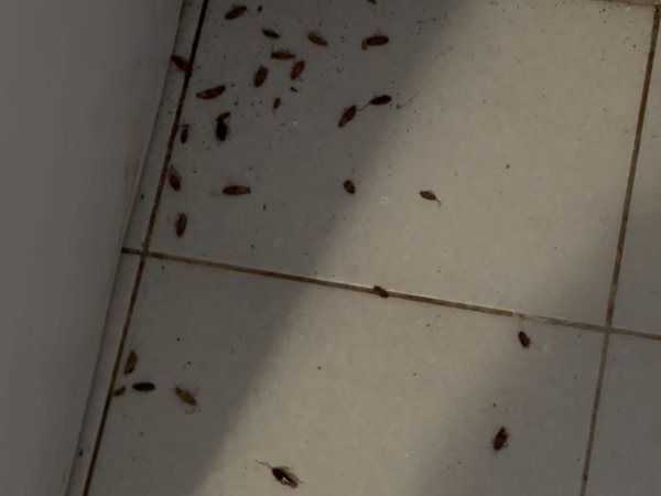 Cockroach activity found on kitchen tiles before professional pest treatment