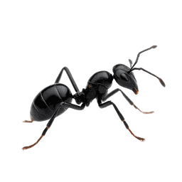 Ants pest control in Sydney