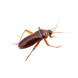 Cockroaches pest control in Sydney