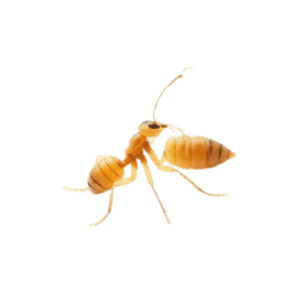 Termites pest control in Sydney