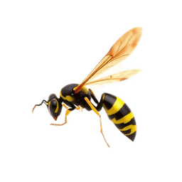 Wasps pest control in Sydney