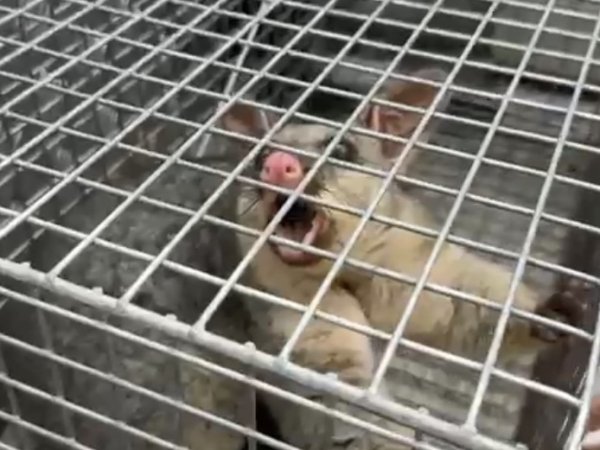 Possum safely contained in a cage trap before relocation