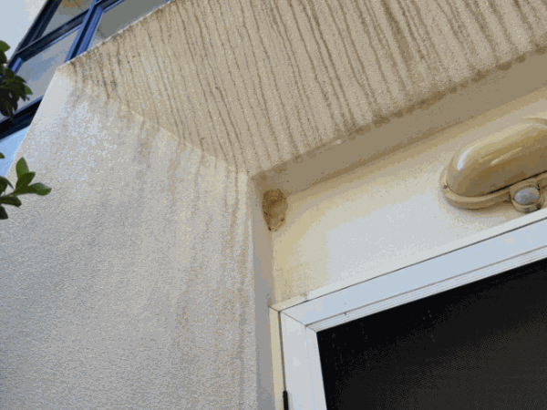Wasp nest built above an entry door being treated by a pest control technician